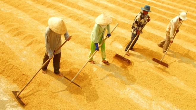 Nghịch lý hạt gạo: 70% lợi nhuận thuộc về thương lái, cò lúa và doanh nghiệp
