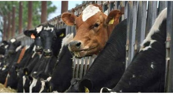 Giá thịt lợn, bò đắt hơn cả Mỹ, Úc, "cửa" nào cho nông nghiệp Việt Nam thời hội nhập?