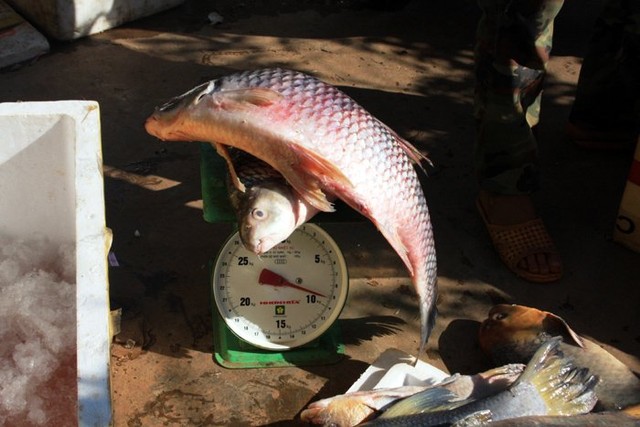 Cá Anh vũ Campuchia ươn thối về Việt Nam làm đặc sản