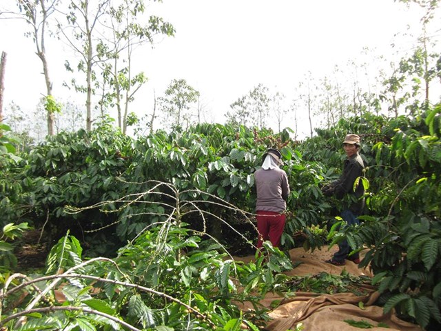 Cà phê Việt Nam đối mặt vụ mất mùa thứ hai liên tiếp, xuất khẩu giảm mạnh