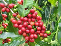 Giá cà phê trong nước duy trì dưới 36 triệu đồng/tấn