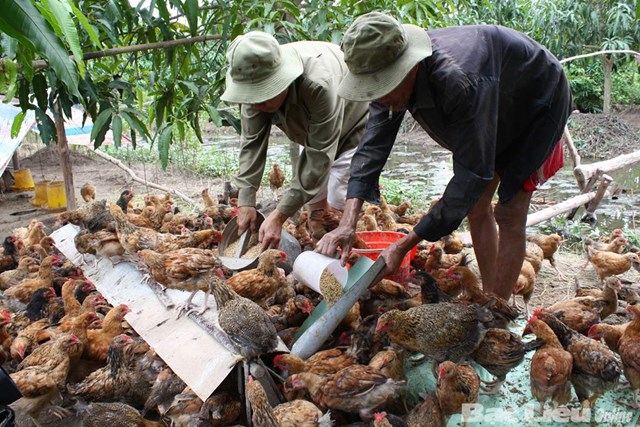 Chăn nuôi Việt Nam phụ thuộc quá nhiều vào giống ngoại