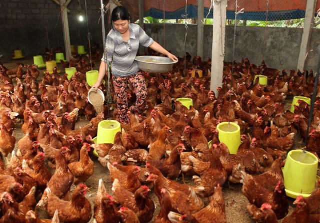 Chăn nuôi nhỏ lẻ không cạnh tranh nổi khi Việt Nam vào TPP