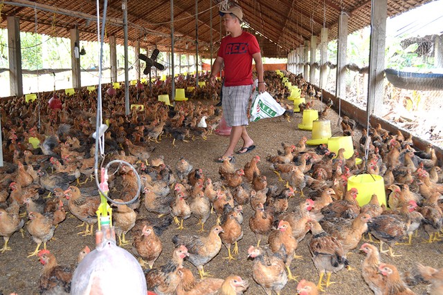 Gà Mỹ rẻ như rau: Người nuôi gà Việt lỗ hơn 1.300 tỷ đồng