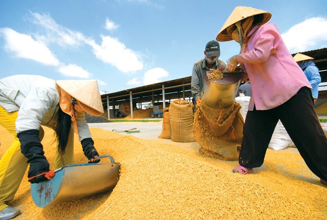 Gạo, chăn nuôi Việt cạnh tranh ra sao khi hiệp định TPP được ký kết?