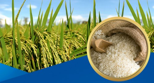 Việt Nam tận dụng cơ hội xuất khẩu gạo nhờ hiện tượng El Nino