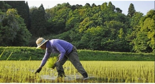 Ngành nông nghiệp Nhật có “gục ngã” thời kỳ hậu TPP?