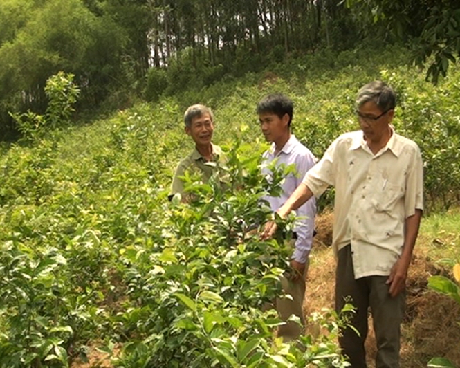 Thu nhập cao nhờ trồng cây xạ đen