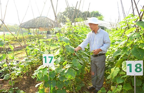 Nhà nông Việt trồng rau kiểu Mỹ