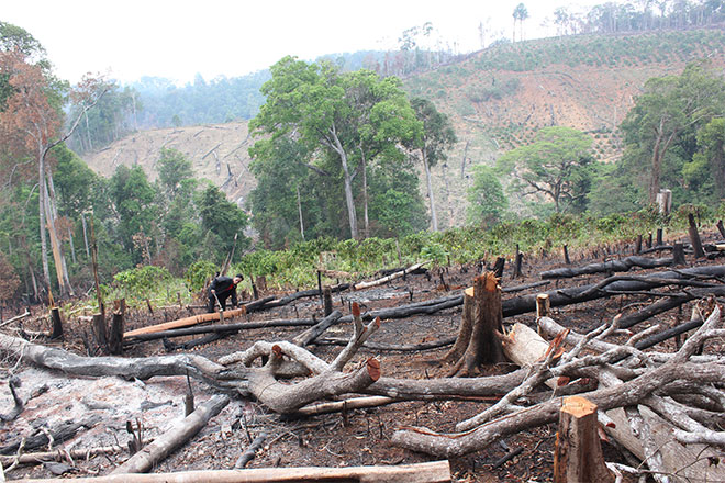 9.000ha rừng đầu nguồn tan hoang vì doanh nghiệp tắc trách