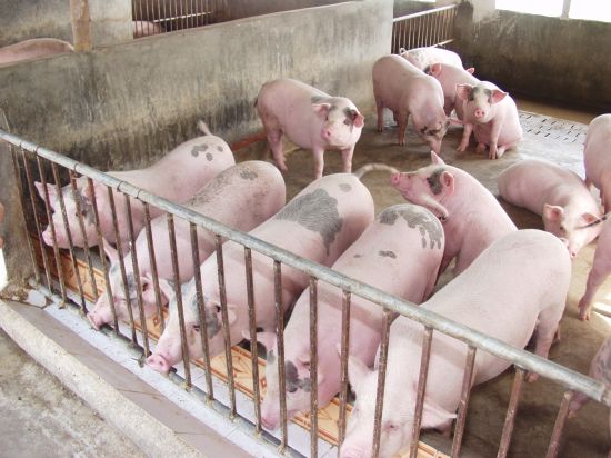 Gom lợn bán sang Trung Quốc đẩy giá thịt lợn tăng