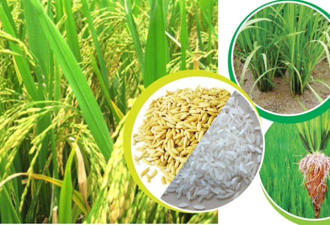 GS. Võ Tòng Xuân: Lúa gạo cũng gia công, trợ cấp cho người mua thế giới?